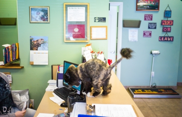 Isabel, an "office" cat at The Greatful Pet, a veterinary clinic in Boulder City, Nev., wanders around on Thursday, Feb. 25, 2016. Chase Stevens/Las Vegas Review-Journal Follow @cssteven ...