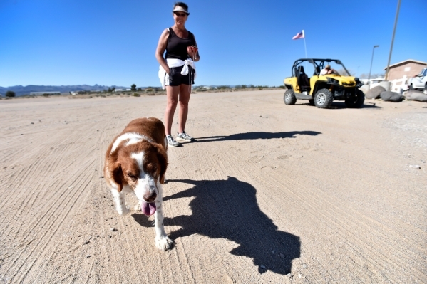 Laurie Fowler watches her Brittany named Bebe, as they walk along a dirt road on Thursday, Feb. 25, 2016, in Cal-Nev-Ari. Fowler, along with her husband, Jon, spend winters in the small community  ...