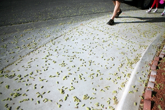 Mulberry tree pollen that litters the sidewalk on the corner of West Providence Lane and South Essex Drive near Griffith Elementary School Tuesday in Las Vegas. (Las Vegas Review-Journal file)