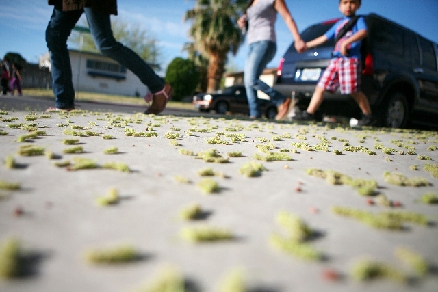 Parents walk students to school passing mulberry tree pollen that litters the sidewalk on the corner of West Providence Lane and South Essex Drive near Griffith Elementary School Tuesday in Las Ve ...