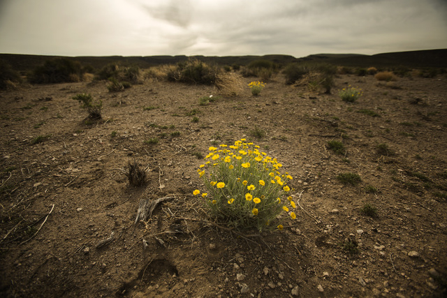 Desert Poppy is seen Wednesday, May 20, 2015, near the White River Narrows area, about 130 miles north of Las Vegas. Over 800,000 acres in central Nevada is proposed as the Basin and Range Nation ...