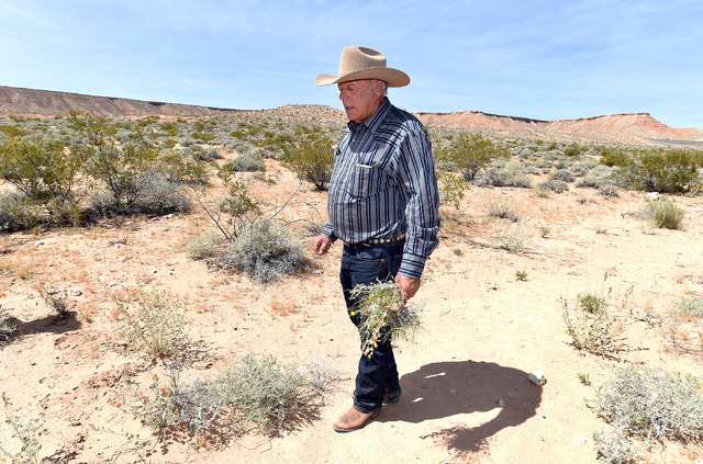Rancher Cliven Bundy carries a bouquet of desert foliage that his cattle grazes on during an event near the Bundy Ranch in Bunkerville on Saturday, April 11, 2015. (David Becker/Las Vegas Review-J ...