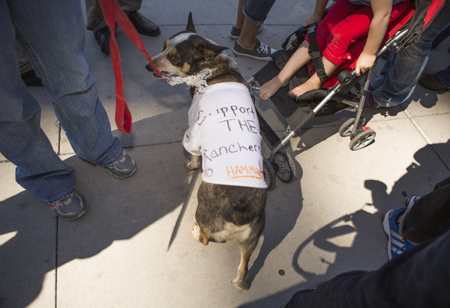 Wrangler the dog stands around other supporters of  Cliven Bundy in front of Lloyd George United States Courthouse on Thursday, March 10, 2016.Jeff Scheid/Las Vegas Review-Journal Follow @jlscheid