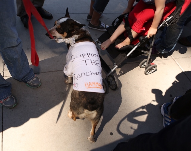 Wrangler the dog at rally outside the Lloyd George Federal Building on Thursday, March 10, 2016, in Las Vegas. (Jeff Scheid/Las Vegas Review-Journal)