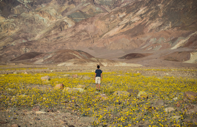 Las Vegas resident Tony Santo looks for a place to set up his large format camera among the wildflowers along Badwater Road in Death Valley National Park, Calif., on Saturday, Feb. 27, 2016. The N ...