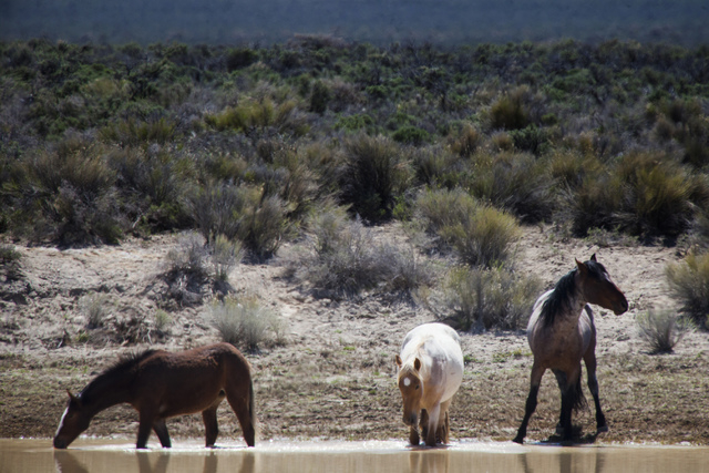 Wild horses as seen Thursday, May 1, 2014 in Nevada. (Jeff Scheid/Las Vegas Review-Journal)