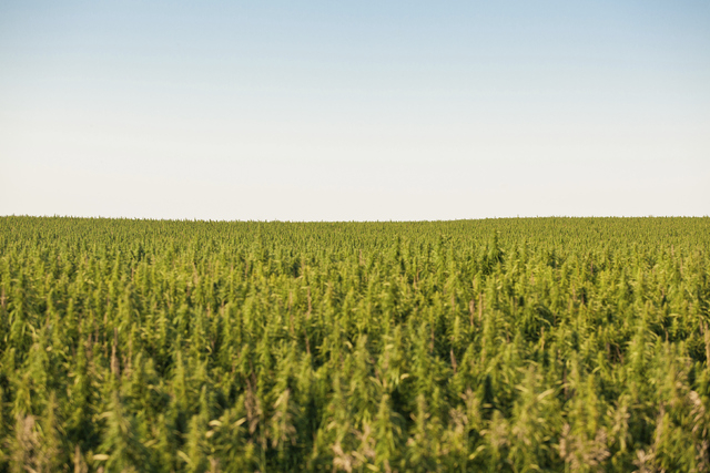 Hemp field (Thinkstock)