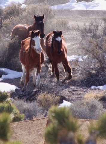 This picture was taken in Feb 2016 near Caliente, Nev. in which the BLM rounded up 120 wild mustangs. Due to an aggressive federal government policy, there are more wild horses in captivity than t ...