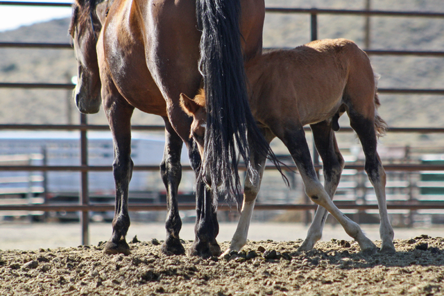 This picture was taken in 2012 at BLM holding facility for wild horses called the Palomino Valley Center, where horses are often crammed into small space. Litigation filed by Laura Leigh has helpe ...