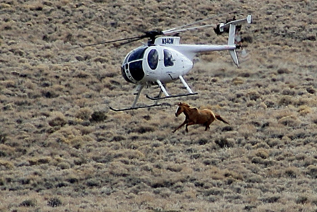 This picture was taken during a BLM roundup in 2011 in Antelope Valley, an hour north of Ely. Often, contractors hired by the BLM will use their helicopters like a battering ram to steer the willf ...