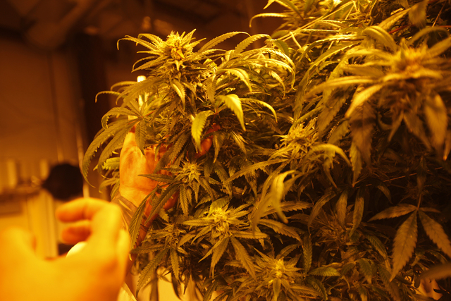 Gareth Nelson, general operations manager for Waveseer LLC, a marijuana cultivation and production company, points out parts of a marijuana plant at their facilities at the Apex Industrial Park in ...