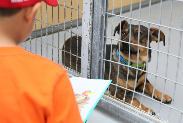 A shelter dog looks out of its pen as a first-grader reads at The Animal Foundation March 1. Ronda Churchill/View | Las Vegas Review-Journal A shelter dog looks out of its pen as a first-grader reads at The Animal Foundation March 1. Ronda Churchill/View | Las Vegas Review-Journal