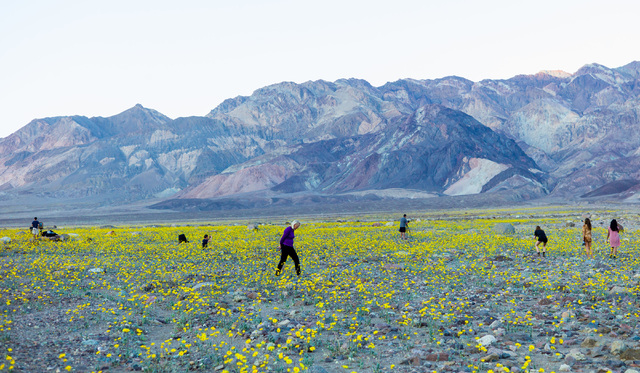People explore wildflowers along Badwater Road in Death Valley National Park, Calif., on Saturday, Feb. 27, 2016. The National Park Service said in a statement that the "current bloom in Death Val ...