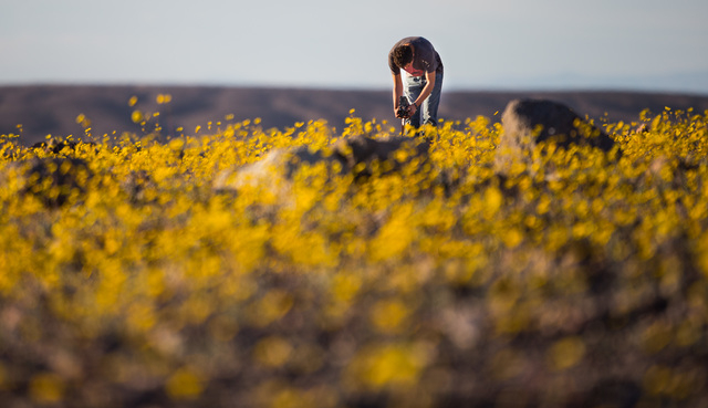 Jensen Hallstrom of Fullerton, Calif., takes a photo of the wildflowers along Badwater Road with a Rolleiflex camera in Death Valley National Park, Calif., on Saturday, Feb. 27, 2016. The National ...