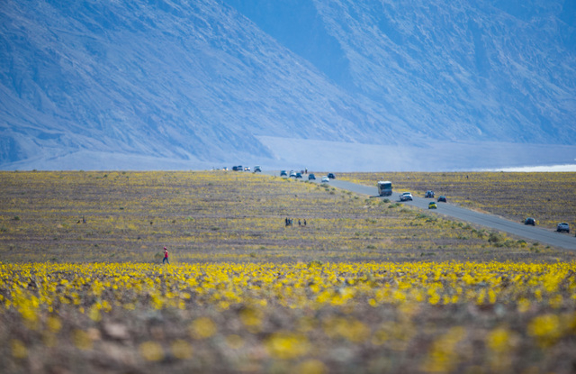 People explore wildflowers along Badwater Road in Death Valley National Park, Calif. on Saturday, Feb. 27, 2016. The National Park Service said in a statement that the "current bloom in Death Vall ...