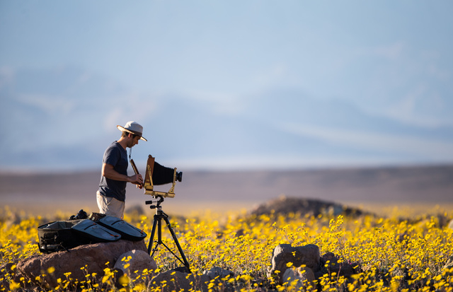 Las Vegas resident Tony Santo, right, sets up is large format camera to take photos of the wildflowers along Badwater Road in Death Valley National Park, Calif., on Saturday, Feb. 27, 2016. The Na ...
