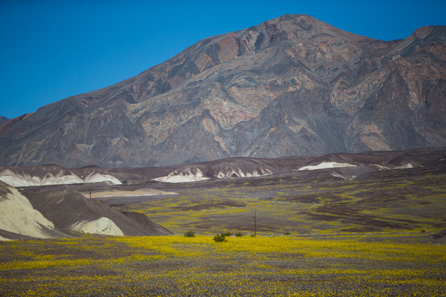 Wildflowers are shown along California State Route 190 in Death Valley National Park, Calif. on Saturday, Feb. 27, 2016. The National Park Service said in a statement that the "current bloom in De ...