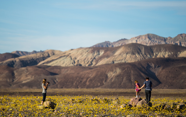 Ivett Molnar, left, waits to take a photo of Istvan Horvath, with his daughter Hanna Horvath, 5, of Berkeley Calif., among the wildflowers along Badwater Road in Death Valley National Park, Calif. ...