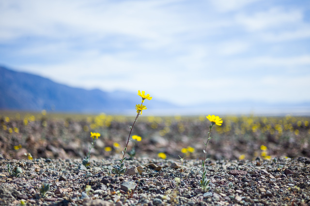 Wildflowers are shown near Artists Drive at Badwater Road in Death Valley National Park, Calif. on Saturday, Feb. 27, 2016. The National Park Service said in a statement that the "current bloom in ...