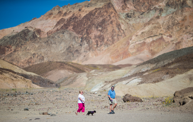 A couple walks their dog at a stop along Artists Drive in Death Valley National Park, Calif. on Saturday, Feb. 27, 2016. The National Park Service said in a statement that the "current bloom in De ...