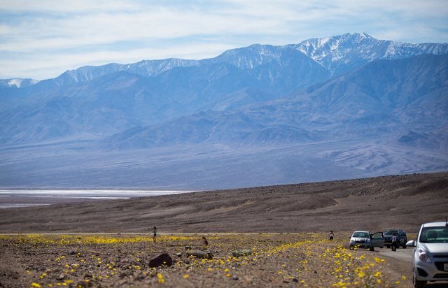 People explore wildflowers along Artists Drive at Badwater Road in Death Valley National Park, Calif., on Saturday, Feb. 27, 2016. The National Park Service said in a statement that the "current b ...