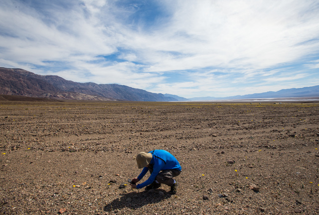 A man takes a photo of wildflowers along Artists Drive at Badwater Road in Death Valley National Park, Calif., on Saturday, Feb. 27, 2016. The National Park Service said in a statement that the "c ...