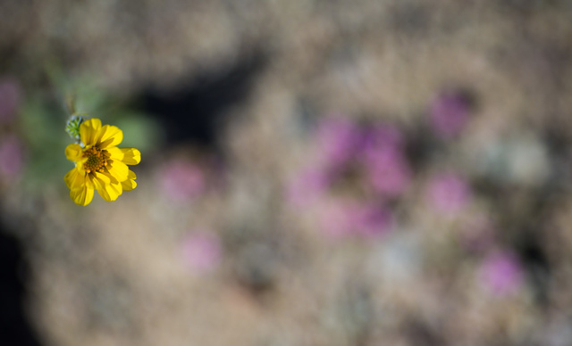 A wildflower is shown along Artists Drive in Death Valley National Park, Calif. on Saturday, Feb. 27, 2016. The National Park Service said in a statement that the "current bloom in Death Valley ex ...