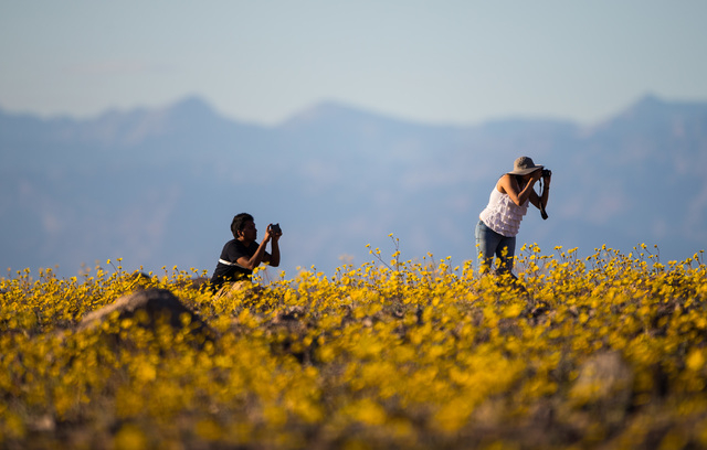 People take photos of the wildflowers along Badwater Road in Death Valley National Park, Calif., on Saturday, Feb. 27, 2016. The National Park Service said in a statement that the "current bloom i ...