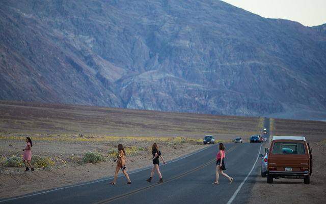 People cross Badwater Road to see wildflowers in Death Valley National Park, Calif., on Saturday, Feb. 27, 2016. The National Park Service said in a statement that the "current bloom in Death Vall ...