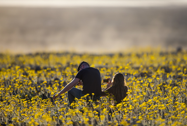 People sit among the wildflowers along Badwater Road in Death Valley National Park, Calif., on Saturday, Feb. 27, 2016. The National Park Service said in a statement that the "current bloom in Dea ...