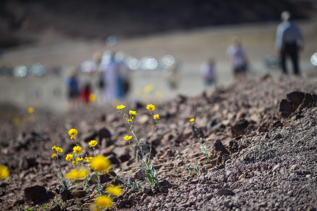 People walk past wildflowers during a stop along Artists Drive in Death Valley National Park, Calif. on Saturday, Feb. 27, 2016. The National Park Service said in a statement that the "current blo ...