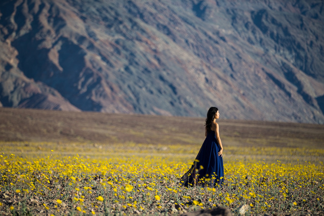 A woman waits for her photo to be taken as she walks among the wildflowers along Badwater Road in Death Valley National Park, Calif., on Saturday, Feb. 27, 2016. The National Park Service said in  ...