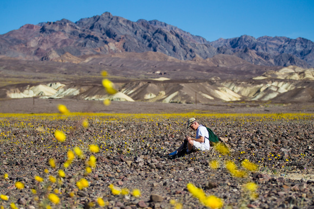 Goeff Rutledge of San Carlos, Calif. sits among the wildflowers along California State Route 190 in Death Valley National Park, Calif. on Saturday, Feb. 27, 2016. The National Park Service said in ...