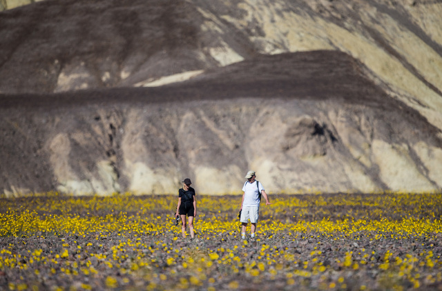 Goeff Rutledge, left, and Faye Saunders, both of San Carlos, Calif., walk among the wildflowers along California State Route 190 in Death Valley National Park, Calif. on Saturday, Feb. 27, 2016. T ...