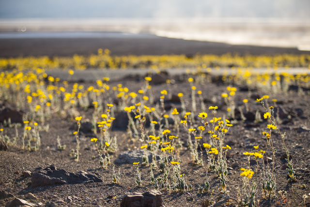 Wildflowers are shown along Badwater Road in Death Valley National Park, Calif., on Saturday, Feb. 27, 2016. The National Park Service said in a statement that the "current bloom in Death Valley e ...