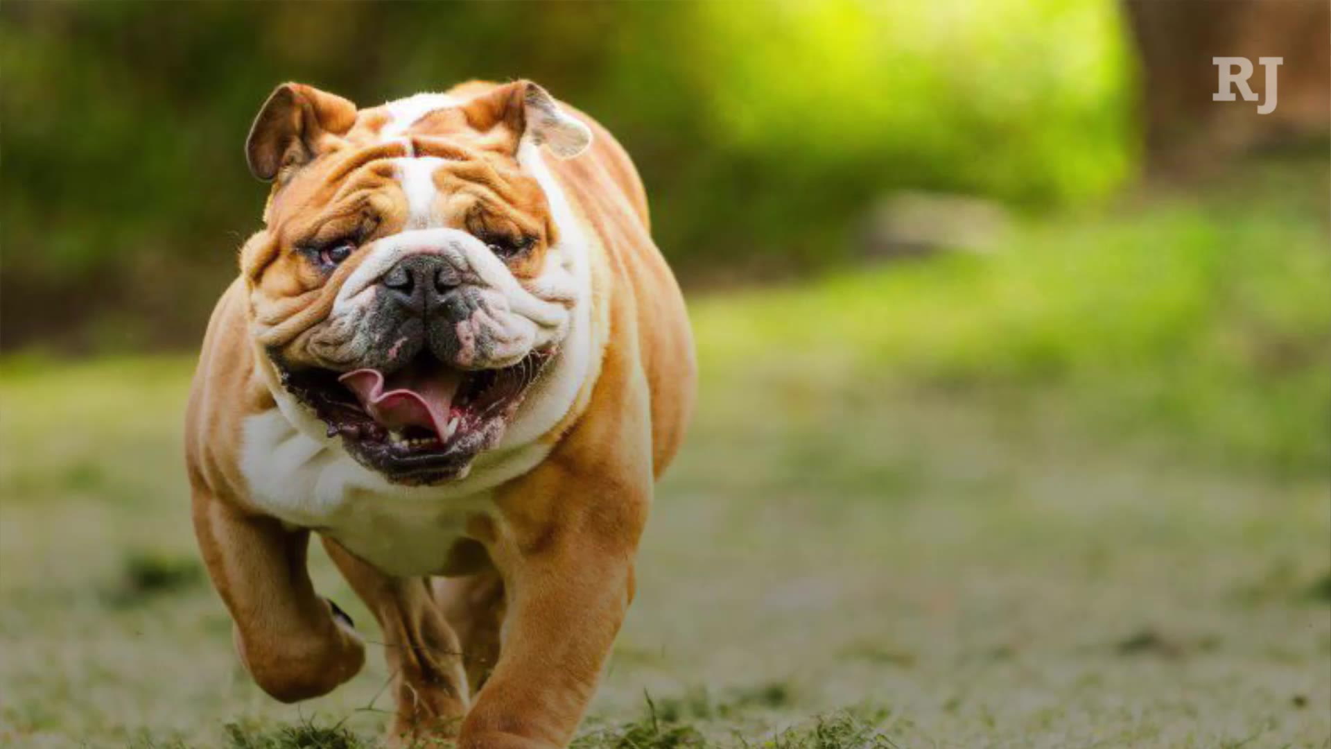 The 30 Most Expensive Dog Breeds To Own Video Las Vegas Review