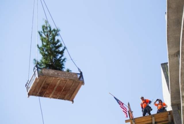 The ceremonial tree is raised during the topping off ceremony at the Lucky Dragon in Las Vegas on Friday, Sept. 11, 2015. (Chase Stevens/Las Vegas Review-Journal) Follow @csstevensphoto