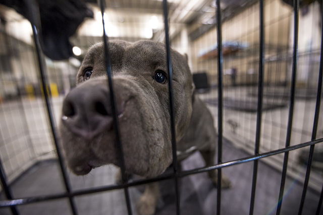Jumanji, a 3-year-old pit bull, stands in a cage before the Animal Foundation's 13th Annual Best in Show adoption event at the Orleans Arena in Las Vegas on Sunday, April 10, 2016. The charity eve ...
