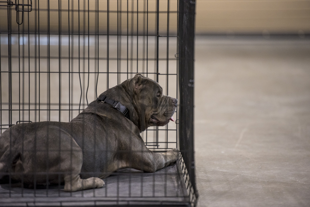Jumanji, a 3-year-old pit pull, sits in a cage before the Animal Foundation's 13th Annual Best in Show adoption event at the Orleans Arena in Las Vegas on Sunday, April 10, 2016. The charity event ...