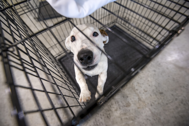 Charlie, a 4-year-old Jack Russell mix, stands in a cage before the Animal Foundation's 13th Annual Best in Show adoption event at the Orleans Arena in Las Vegas on Sunday, April 10, 2016. The cha ...