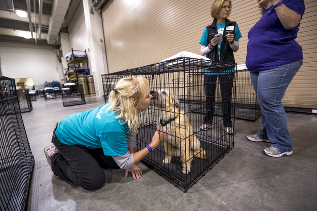 Liz Kaupp gets puppy kisses from Honeybee, a 5-month-old SC Wheaten terrier mix, before the Animal Foundation's 13th Annual Best in Show adoption event at the Orleans Arena in Las Vegas on Sunday, ...