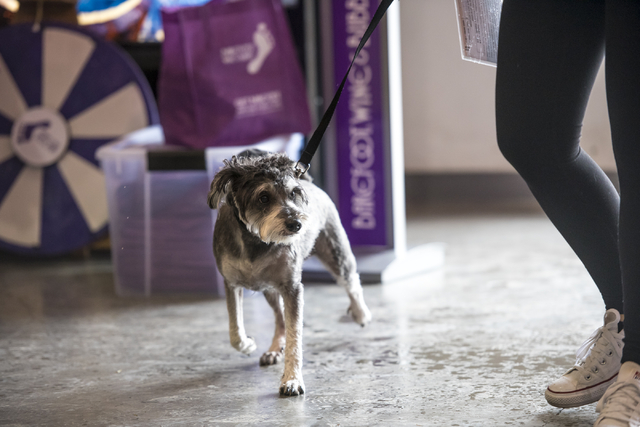 Aldrick, a 1-year-old schnauzer min, is walked in to the arena before the Animal Foundation's 13th Annual Best in Show adoption event at the Orleans Arena in Las Vegas on Sunday, April 10, 2016. T ...