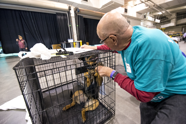 Richard Schneider plays with Greyson, a 9-month-old Rottweiler, before the Animal Foundation's 13th Annual Best in Show adoption event at the Orleans Arena in Las Vegas on Sunday, April 10, 2016.  ...