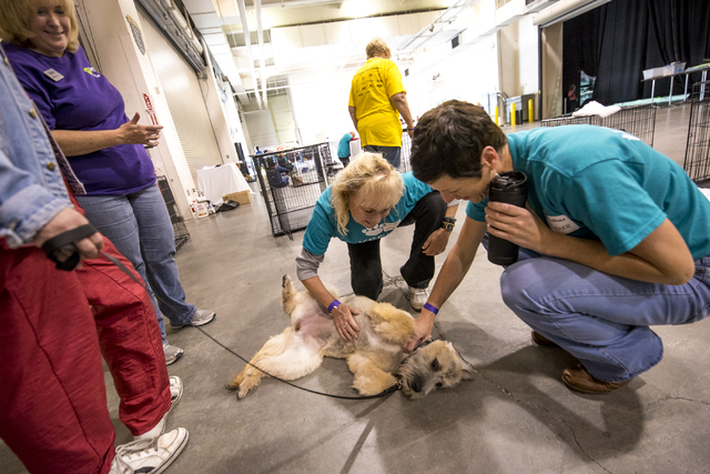 Liz Kaupp, left, and Heather Williams play with Honeybee, a 5-month-old SC Wheaten terrier mix, before the Animal Foundation's 13th Annual Best in Show adoption event at the Orleans Arena in Las V ...