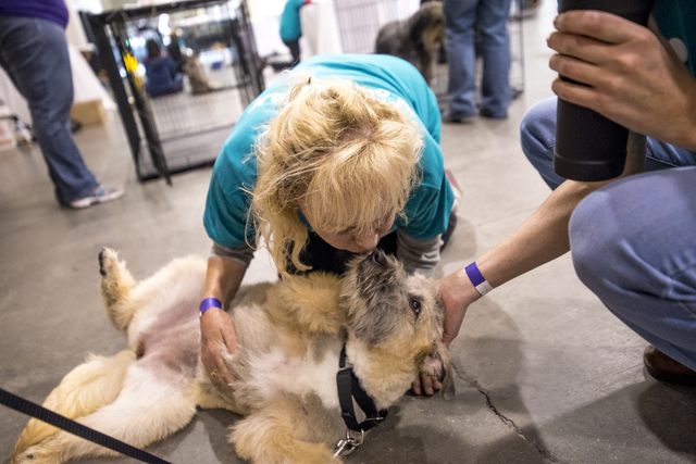 Liz Kaupp gets puppy kisses from Honeybee, a 5-month-old SC Wheaten terrier mix, before the Animal Foundation's 13th Annual Best in Show adoption event at the Orleans Arena in Las Vegas on Sunday, ...