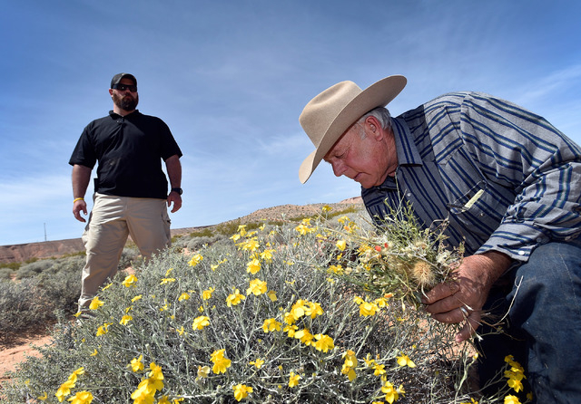 Rancher Cliven Bundy, right, examines the desert foliage where his cattle continues to graze during an event near his ranch in Bunkerville on Saturday, April 11, 2015. (David Becker/Las Vegas Revi ...
