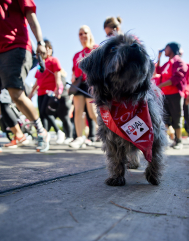 A dog named Shane walks during the 26th annual Aid for AIDS of Nevada (AFAN) AIDS Walk Las Vegas at Town Square in Las Vegas on Sunday, April 17, 2016. (Daniel Clark/Las Vegas Review-Journal) Foll ...