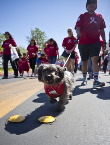Nina Corpuz and her dog Shane walk during the 26th annual Aid for AIDS of Nevada (AFAN) AIDS Walk Las Vegas at Town Square in Las Vegas on Sunday, April 17, 2016. (Daniel Clark/Las Vegas Review-Jo ...
