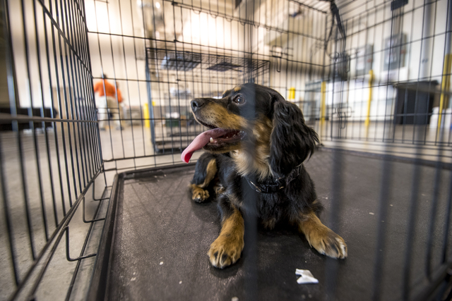 Snickers, a 2-year-old Cavalier Spaniel mix, sits in a cage before the Animal Foundation's 13th Annual Best in Show adoption event at the Orleans Arena in Las Vegas on Sunday, April 10, 2016. The ...