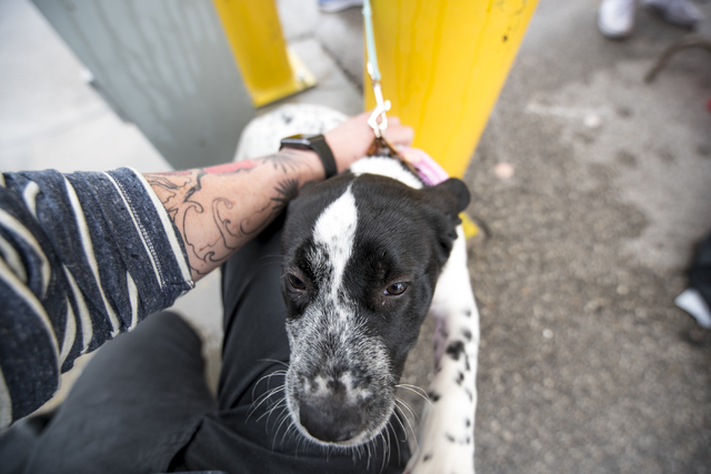 Sierra, a 4-month-old pointer mix, arrives before the Animal Foundation's 13th Annual Best in Show adoption event at the Orleans Arena in Las Vegas on Sunday, April 10, 2016. The charity event hel ...